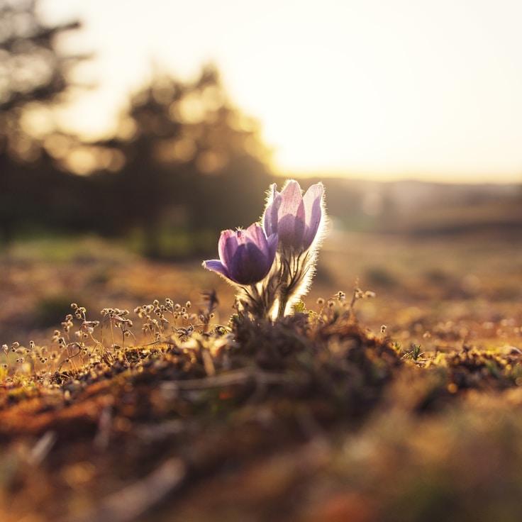 Alpine wilderness landscape
